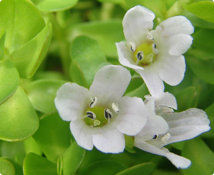 Alcohol and Blood Sugar: The Invisible Connection