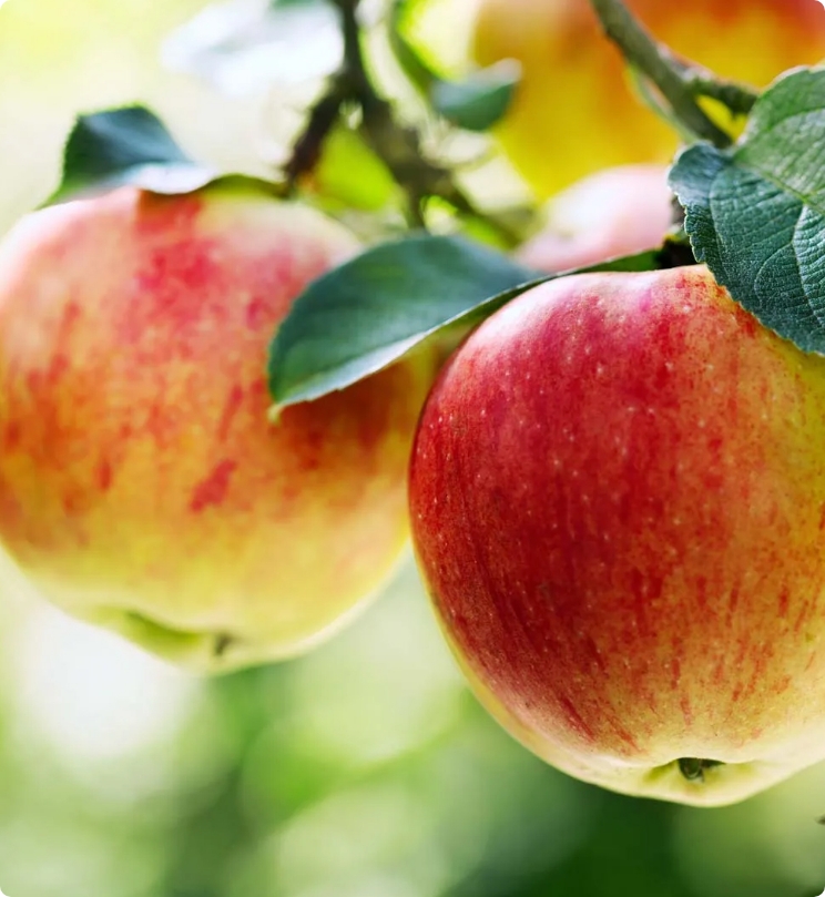 Anxiety and Alcohol: Understanding the Vicious Cycle